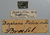 Hypercompsa fieberi (Brunner von Wattenwyl, 1865): (Otu).