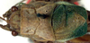 CollectionObject 1517436; 383dfb21-033e-42e5-8fd0-f8be0e740571: male, dorsal view (holotype). (CollectionObject).