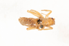 CollectionObject 1531193; c0ca01db-c9df-4703-9cd8-6a15e5ed9722: female, dorsal view (holotype). (CollectionObject).