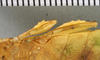 CollectionObject 1561225; 26a2b213-b116-4406-9dd7-a8a0fa79c27d: copyright ANSP. female, coxae (holotype). (CollectionObject).