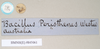 CollectionObject 1558547; 60a19b5b-98ed-4581-b16b-326a9354a656: copyright Natural History Museum, London. female, data labels (syntype). (CollectionObject).;CollectionObject 1558548; 3181af4a-1fcb-427b-a9c6-e70ddf2ce114: copyright Natural History Museum, London. female, data labels (syntype). (CollectionObject).