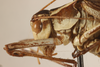 CollectionObject 1499870; 2471facb-af8e-4d18-b78d-d926630317a6: Male. Holotype. (CollectionObject).