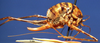 CollectionObject 1520562; 6db271fe-2d84-45e5-a71d-5c945753dc64, NHMUK012496527: female, lateral view (holotype). (CollectionObject).