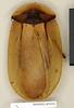 CollectionObject 1572957; 329b80e9-d29f-4ceb-94a5-2b0c2e72bb1b: Copyright Natural History Museum, London. Non-type (adult female) in BM(NH). Dorsal view. (CollectionObject).
