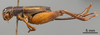 CollectionObject 1522782; 54dc0d75-8b81-44b8-a9db-734131f9cf5f: Female, lateral view(holotype of Gryllus alogus). (CollectionObject).
