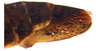 Other: !! display not done !! on Acuera (Acuera) adspersa (Stål, 1854): Female specimen [DZUP]: distal portion of abdomen, lateral view. (Observation).