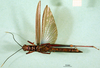 CollectionObject 1565721; 8cdf5fd9-3428-4fd1-ac14-e393deba1b3e: male, ventral view. (CollectionObject).