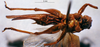 CollectionObject 1516153; 72107544-2998-48f8-8865-4611f8810302: female, ventral view (holotype). (CollectionObject).