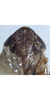 Head: !! display not done !! on Maiestas viraktamathi Zahniser, McKamey & Dmitriev, 2012: Head. (Observation).