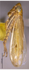 Habitus, lateral view on Alishania attenuata Xing, Dai & Li, 2011: (Observation).
