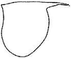 male pronotum, lateral outline. Depicts Ceraia cornutoides cornutoides Caudell, 1906, an Otu.