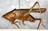CollectionObject 1531535; 6a6e5aee-c08f-4ea4-a82b-dc30dabdc301: male, lateral view (syntype). (CollectionObject).