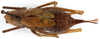 CollectionObject 1499712; 4ea0bb32-163b-4e71-842b-4e7060eda7aa: female, dorsal view. (CollectionObject).