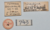 CollectionObject 1559851; a19eb260-1d37-40ef-b547-e1b1d39f104b: copyright NTUC. female, data labels (syntype). (CollectionObject).;CollectionObject 1559852; 4f342293-8e32-43c8-aabd-67b5d43b4610: copyright NTUC. female, data labels (syntype). (CollectionObject).;CollectionObject 1559853; 0624c8e5-f118-4578-a4ab-ef2df37cb695: copyright NTUC. female, data labels (syntype). (CollectionObject).