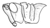 Conometopus sulcaticollis (Blanchard, 1851): Fig. 33. Male, head and pronotum (Paihuano). (Otu).