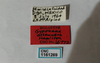 Other: !! display not done !! on Gyponana (Gyponana) attenuens Hamilton, 1982: (Observation).