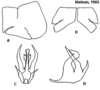 Pygofer appendages on Cuerna arida Oman & Beamer, 1944: <b>A</b>, male pygofer lateral aspect; <b>B</b>, aedeagus lateral aspect; <b>C</b>, aedeagus caudal aspect; <b>D</b>, female internal sternum VIII. All from paratypes. (Observation).