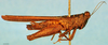 CollectionObject 1505189; a48f3319-4183-4f33-a2e8-29a1bb11c6d9, DORSA D061XF02: female, lateral view (syntype). (CollectionObject).