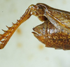 CollectionObject 1498697; 922d6b58-9b60-4168-8926-1f438a0de90d: female abdomen tip, lateral view. (CollectionObject).
