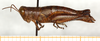 CollectionObject 1499629; 777ea62f-c1b3-4bbb-9450-e15157809e27: female, lateral view (allotype). (CollectionObject).