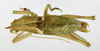 CollectionObject 1597506; a53d1ecc-e3de-4746-95cd-68c376940237: male, dorsal view (holotype). (CollectionObject).