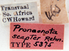Pilema scapter (Rehn, 1922) now Pilema fornicata (Saussure & Zehntner, 1895): Photo by Heidi Hopkins. labels. (Otu).