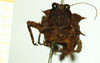 CollectionObject 1586193; 5b1db084-3f18-4d3f-8070-b9802157412e: female, frontal view. (CollectionObject).