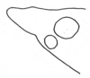 Daedalellus waehnerorum (Günther, 1940): Fig. 9. lateral outline of fastigium. (Otu).