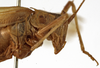 CollectionObject 1530630; 71275256-5846-4358-ba10-f15b51ff9583: female pronotum, lateral view (paralectotype of Tylopsis meruensis). (CollectionObject).