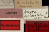 CollectionObject 1535910; 48200d88-1bdc-40b9-8dd7-df7597dff9b4: labels (paralectotype of Xiphidiopsis mitrata) [Gonamytta occidentalis accoding to Paris 1994]. (CollectionObject).