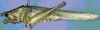 Eriolus duplidentis Naskrecki, 2000: male (Costa Rica, Puntarenas Prov., Manuel Antonio N. P.). (Otu).