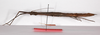 CollectionObject 1560184; 9007c212-293e-4129-85ac-38d1f978f763: copyright ZMB, Berlin. female, lateral view (holotype). (CollectionObject).