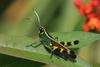 FieldOccurrence 466; 93f8c427-7875-43d1-a935-8c9bf9bd2d2d; Tanzania
Nilo Forest Reserve E Usambara Mountains, 2015/12/??: male, lateral view. (FieldOccurrence).