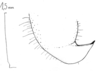 Brachyteleutias steinbachi (Bruner, 1915): original drawing (Sara, Bolivia, 315 m, 1913). male left cercus, dorsal view (thin spine covered by enclosure-fold extension of base, specimen in ANSP collection). (Otu).