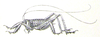 Schizodactylus inexspectatus (Werner, 1901): Pl. 1, Fig. 4. male nymph, body length 16.5 mm. (Otu).