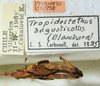 CollectionObject 1498705; c17090d7-5ef8-4672-a32b-f6e027c7f5c6: male with labels. (CollectionObject).