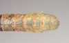 CollectionObject 1562201; 87c619d7-1409-4705-af76-184c723c119a, NHMUK(SF IMPORT DUPLICATE) 845219: copyright Natural History Museum, London. male: end of abdomen, dorsal view of Eurycantha olivacea (holotype). (CollectionObject).