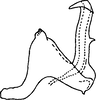 Aedeagus, lateral view on Diomma (Dilobonota) ckara Dworakowska, 1981: Aedeagus, lateral view. (Observation).