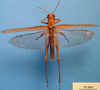 CollectionObject 1538324; 6bf2dd5d-ee97-4301-844d-a9f342dab482: male, dorsal view (holotype of Abracris coelestre). (CollectionObject).