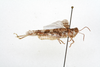 CollectionObject 1501448; d26e18d8-f1fc-41c2-8a20-379e2dec7ff7, DORSA BA000820S01: male, lateral view (holotype of Sphingonotus carinatus eshrewi). (CollectionObject).