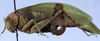 CollectionObject 1565450; deab8860-1231-4d8c-b0e9-deac4cb84bd9: female, lateral view (paratype). (CollectionObject).