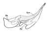 Afrotettix fursti Brown, 1970: Fig. 21. male, endophallus, lateral view. (Otu).