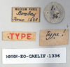 CollectionObject 1579429; bf707e2d-fe97-4cce-b927-01e7988009db: female, labels (syntype). (CollectionObject).