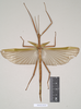 CollectionObject 1562290; NHMUK(SF IMPORT DUPLICATE) 845097, 4c1409f3-e1db-468f-b421-0b5dbc88a3a9: copyright Natural History Museum, London. male of synonym Diura typhaeus (holotype). (CollectionObject).