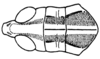 Rhammatocerus viatorius viatorius (Saussure, 1861): Fig. 42A. male, head and pronotum, dorsal view. (Otu).