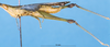 CollectionObject 1501316; 8c005e02-2291-445d-8fd0-4eb826a6677f: male, lateral view (holotype). (CollectionObject).