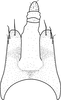 Pygofer, dorsal view on Brazosa negra Pinedo-Escatel & Dietrich, 2020: (Observation).