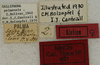 CollectionObject 1535917; 79e04f77-f881-4dab-b6d2-3e0663f30d90: labels (allotype). (CollectionObject).