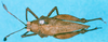 CollectionObject 1500255; 4ec3ac47-335c-4345-9c3c-63ecaccf562b: female, dorsal view (holotype). (CollectionObject).