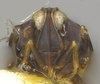 Head on Atopocixius melanocephalus Fennah, 1945: (Observation).